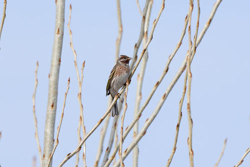 Pine Bunting (Emberiza leucocephalos), photo 4