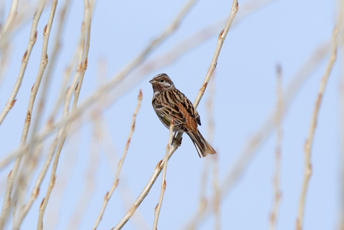Pine Bunting (Emberiza leucocephalos), photo 5