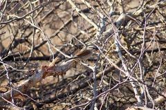 Tchagra australis