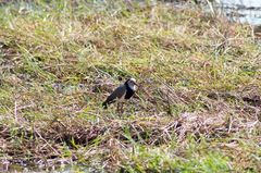 Vanellus crassirostris