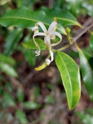 Landolphia myrtifolia, 2026-03-29