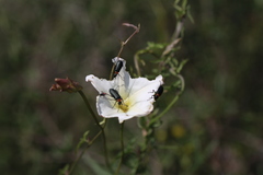 Lytta crotchii