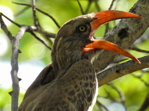 iNaturalist image