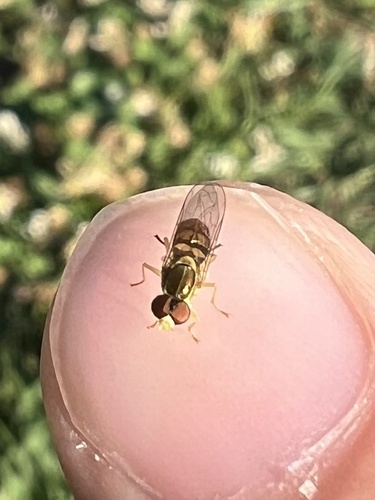 Unknown species found near Lillian St, Houston, TX, US