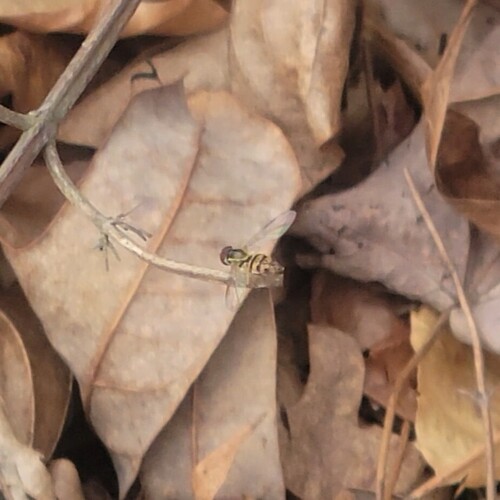 Unknown species found near Wake County, NC, USA