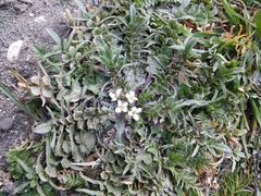 Capsella bursa-pastoris