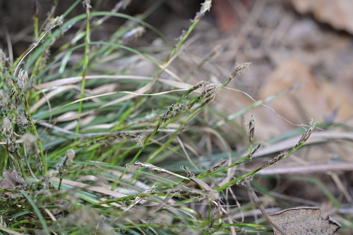 Carex lanceolata, 2026-03-29