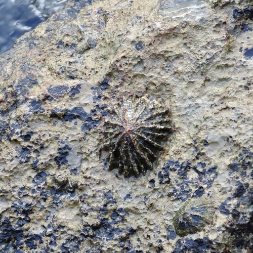 Patella ferruginea