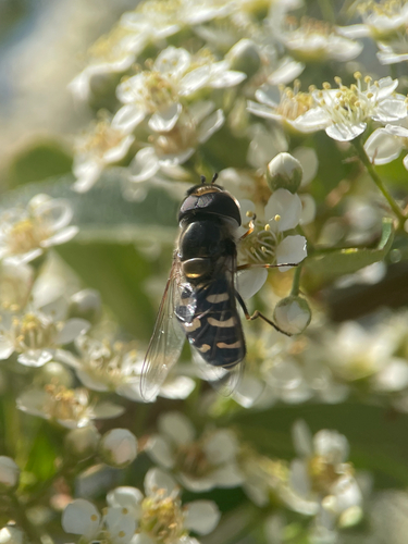 Unknown species found near California, US