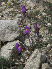 Linaria becerrae