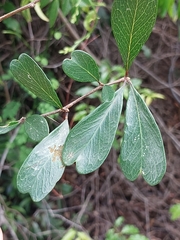 Terminalia boivinii