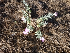 Malcolmia littorea
