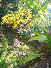 Oncidium