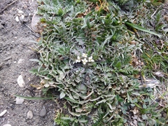 Capsella bursa-pastoris