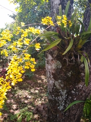 Oncidium
