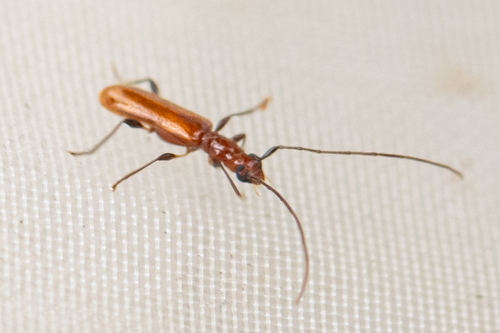 Stenhomalus pallidus