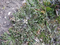 Capsella bursa-pastoris