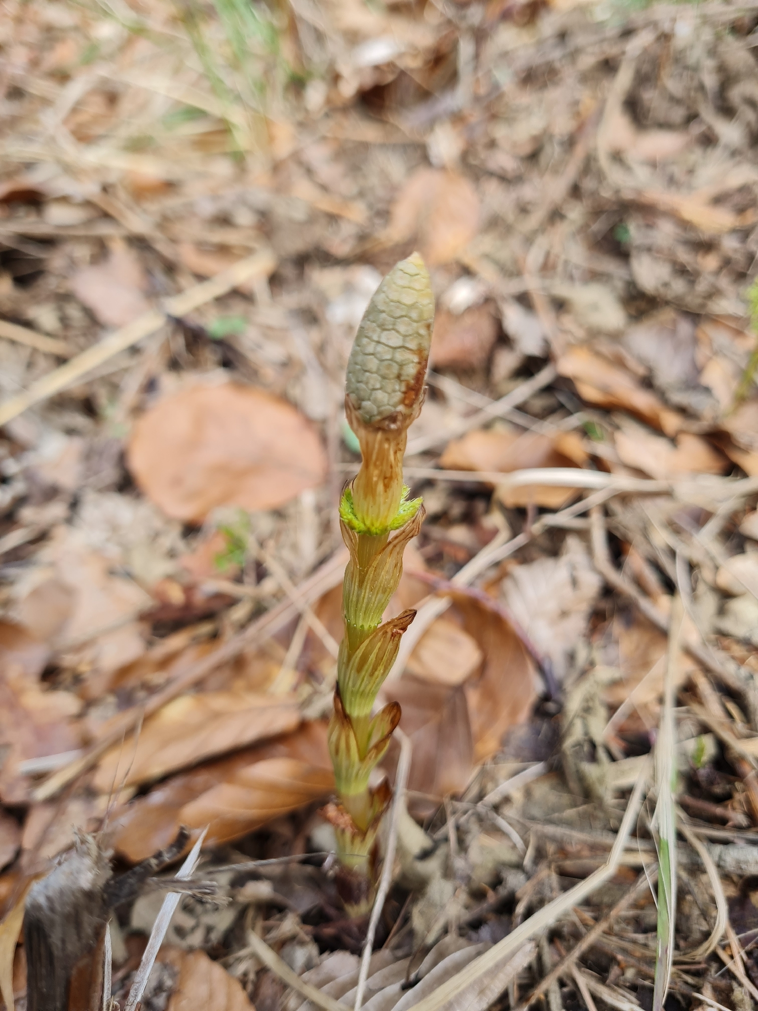 Wood horsetail