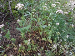 Centranthus calcitrapae