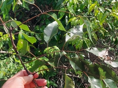 Stereospermum euphorioides