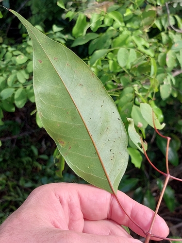 Stereospermum euphorioides, photograph 1