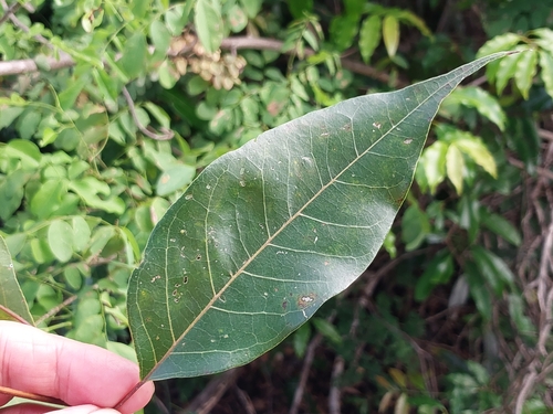 Stereospermum euphorioides, photograph 2