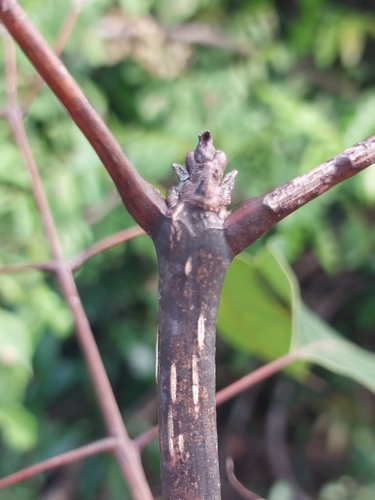 Stereospermum euphorioides, photograph 3
