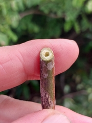 Stereospermum euphorioides, photograph (c) Stuart Cable, some rights reserved (CC BY)