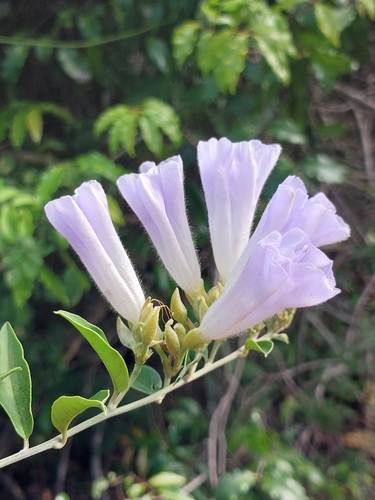 Bonamia spectabilis, photograph 5