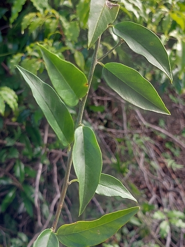 Bonamia spectabilis, photograph 6