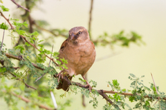Passer rufocinctus