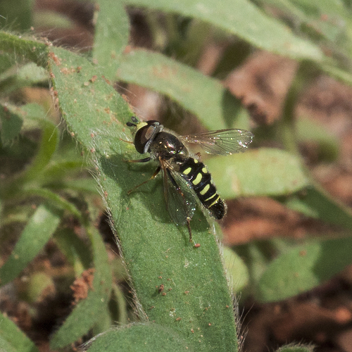 Unknown species found near Bubbling Ponds Preserve