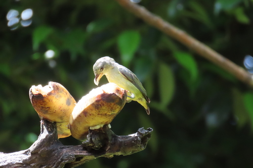 Dicaeum trigonostigma