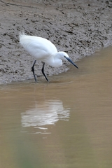 Egretta garzetta