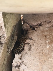 Thamnophis marcianus