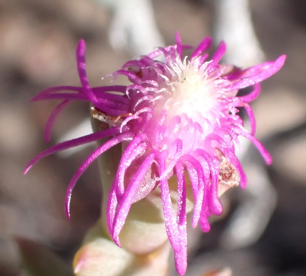 Ruschia viridis (Haw.) G.D.Rowley