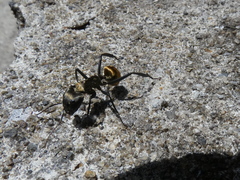 Camponotus sericeiventris image