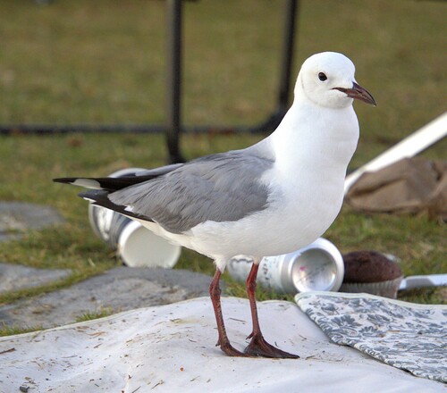 iNaturalist: (c) Nick Leggatt, some rights reserved (CC BY-NC), uploaded by Nick Leggatt iNaturalist image