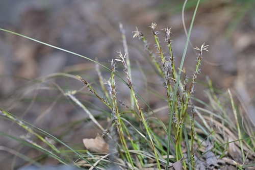 Carex lanceolata, 2026-03-29