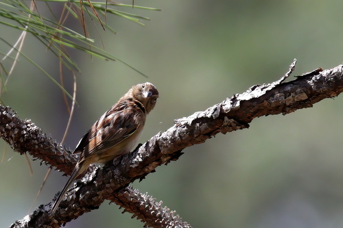 Bachman's Sparrow (Peucaea aestivalis), photo 6