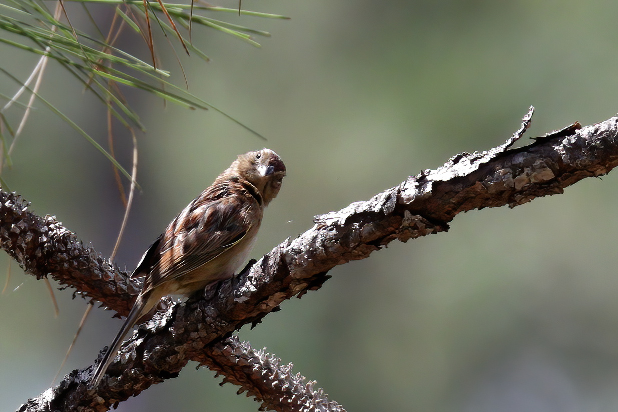 Bachman's Sparrow (Peucaea aestivalis), photo 6