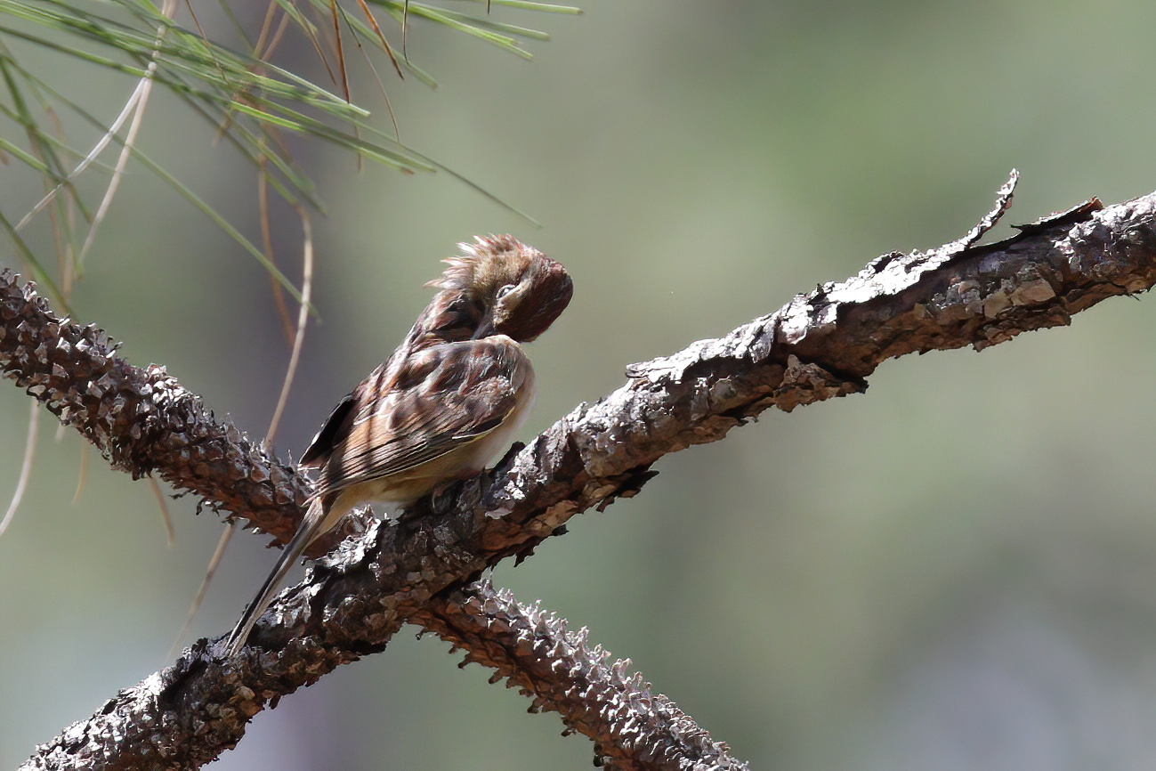 Bachman's Sparrow (Peucaea aestivalis), photo 5