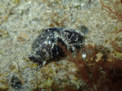 Haminoea exigua