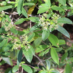 Alstonia muelleriana