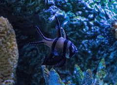 Pterophyllum scalare