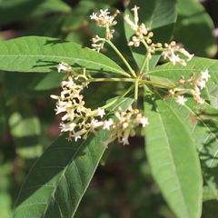 Alstonia muelleriana