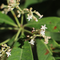 Alstonia muelleriana