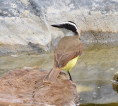 Pitangus sulphuratus