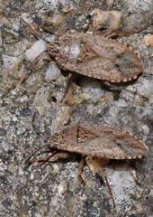 Emblethis denticollis