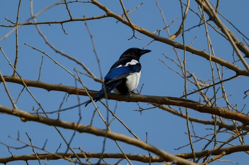 Oriental Magpie